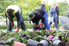 Sadzenie kwiatów w rejonie Zielonej Bramy Starówki w Toruniu