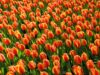 Wallpaper Orange Red Background Tulips Tulip