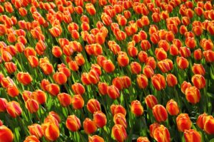 Wallpaper Orange Red Background Tulips Tulip