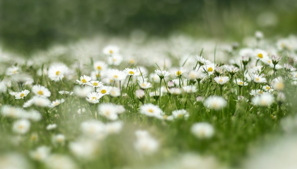 flower-meadow-4999277_1920