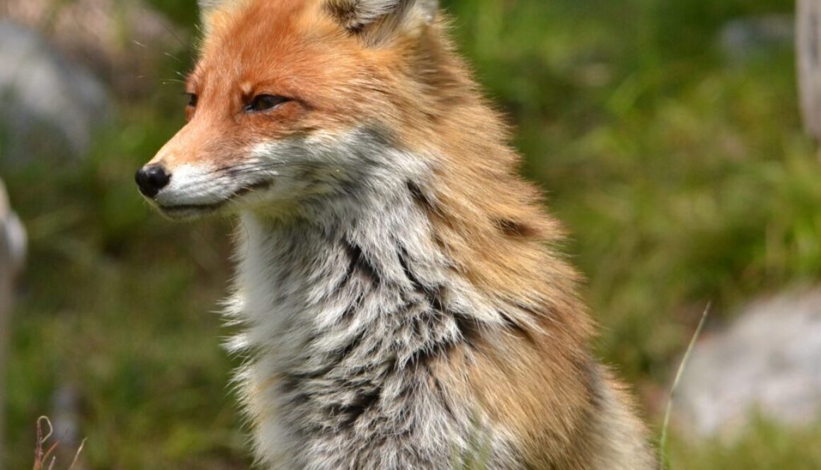 fox-3053706_1920
