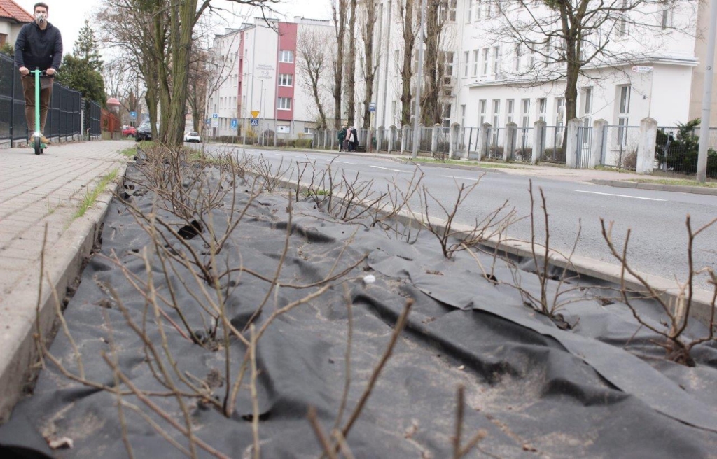Sadzenie krzewów róży na ul. Legionów w Toruniu