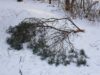 Drzewa powalone pod naporem śniegu