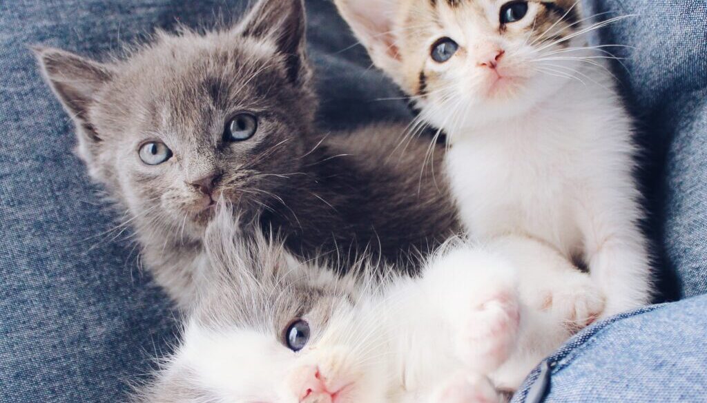 Trzy małe koty w pościeli
