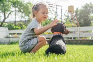 Little girl 3-4 sit and pet black-brown dachshund dog in collar, on green grass