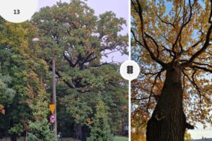 Ruszyło głosowanie na Toruńskie Drzewo Roku