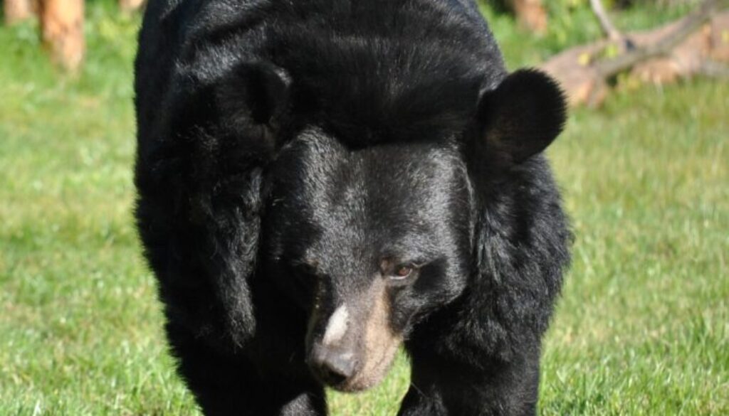 Niedźwiedzica Wolta
