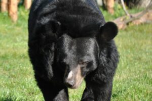 Niedźwiedzica Wolta